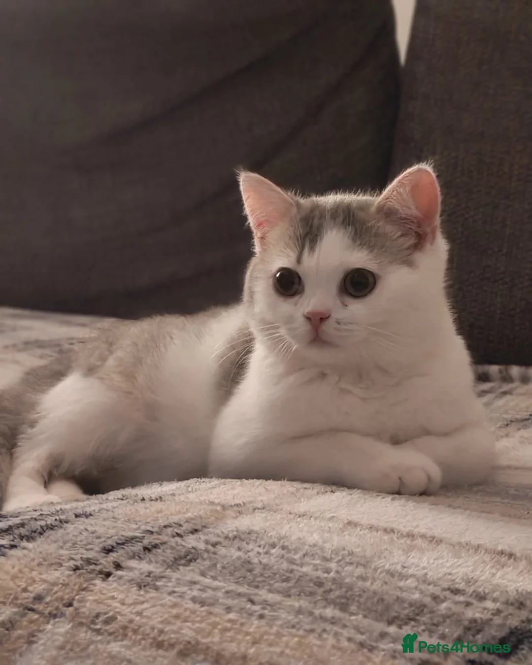 British Shorthair cats for sale: British shorthair  - Advert 7