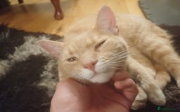 Mixed Breed cats for sale: 6 Lovely and Friendly Cats - Different colours - Advert 6