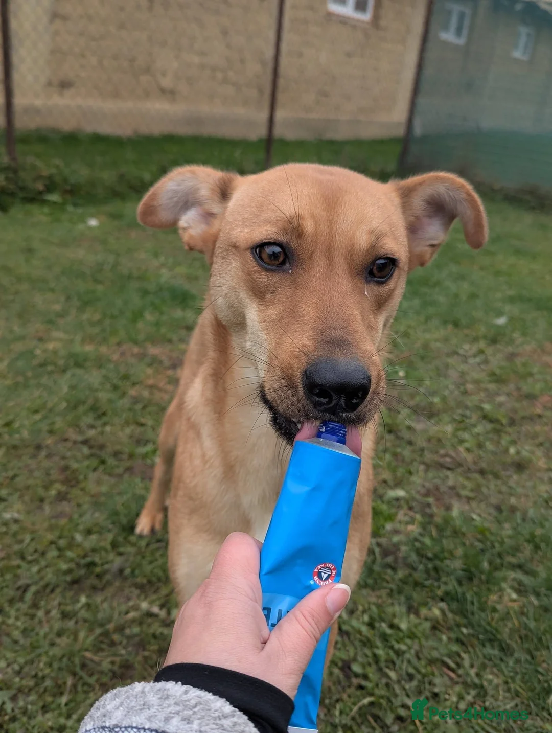 Mixed Breed dogs for adoption: Sandy for adoption - Advert 5