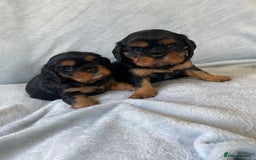 Cavalier King Charles Spaniel dogs for sale: KC Reg CKCS Puppies *health tested parents* - Image 2