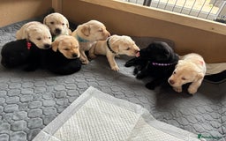 Labrador Retriever dogs for sale: KC Registered+Health checked Labrador puppies! in Rotherham - Image 14