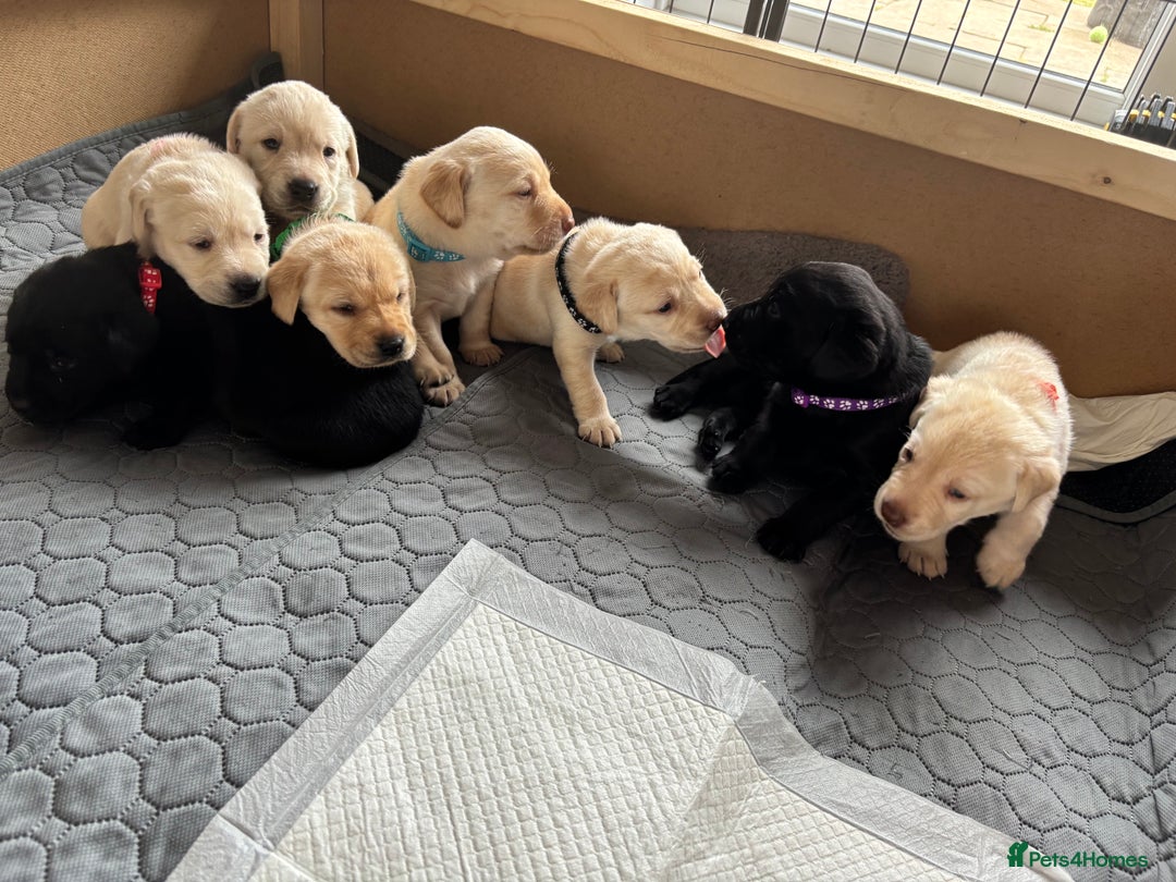 Labrador Retriever dogs for sale: KC Registered+Health checked Labrador puppies! in Rotherham - Image 14