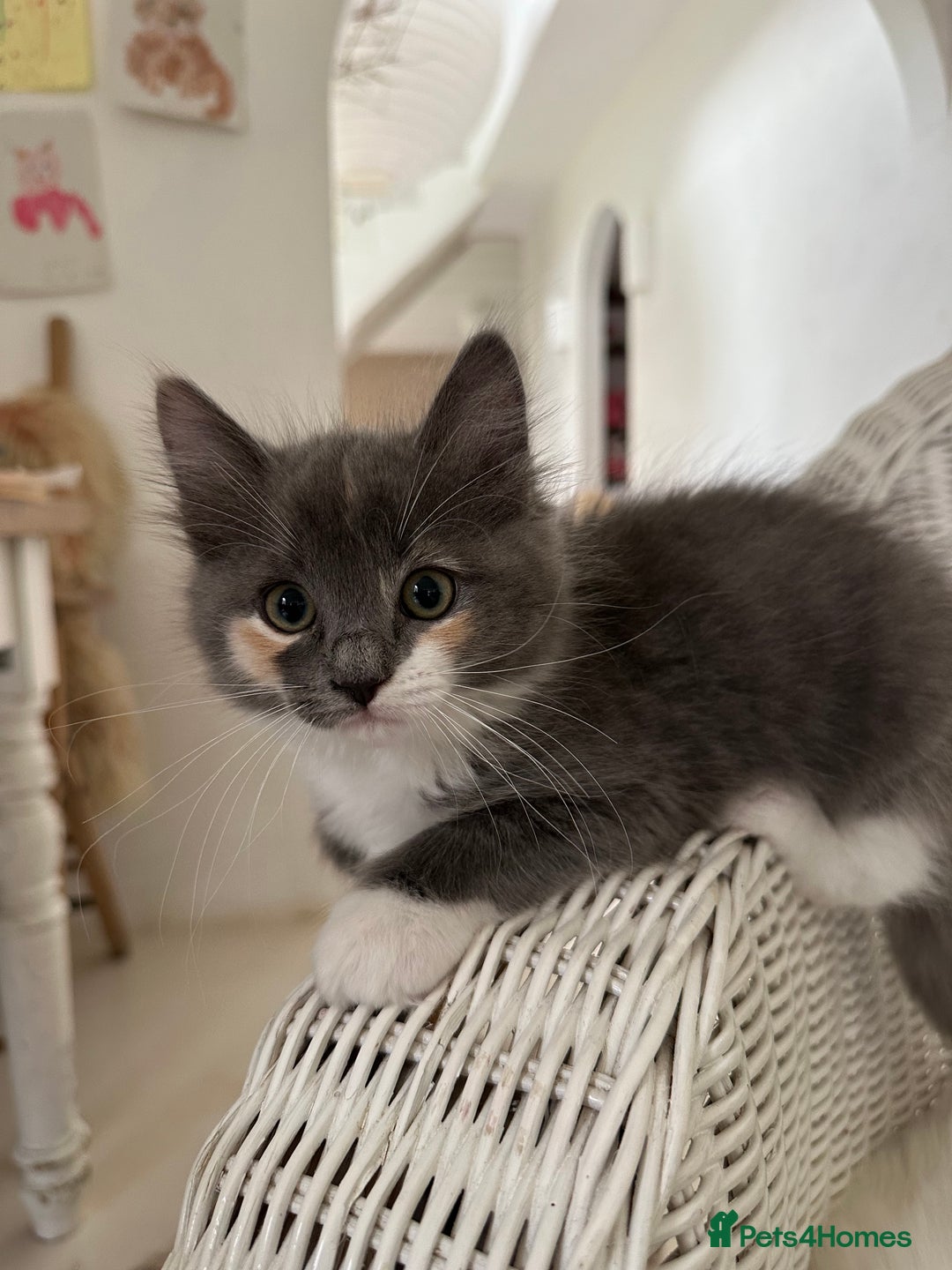 Ragdoll cats for sale: Gorgeous half pedigree Ragdoll kittens - Image 17