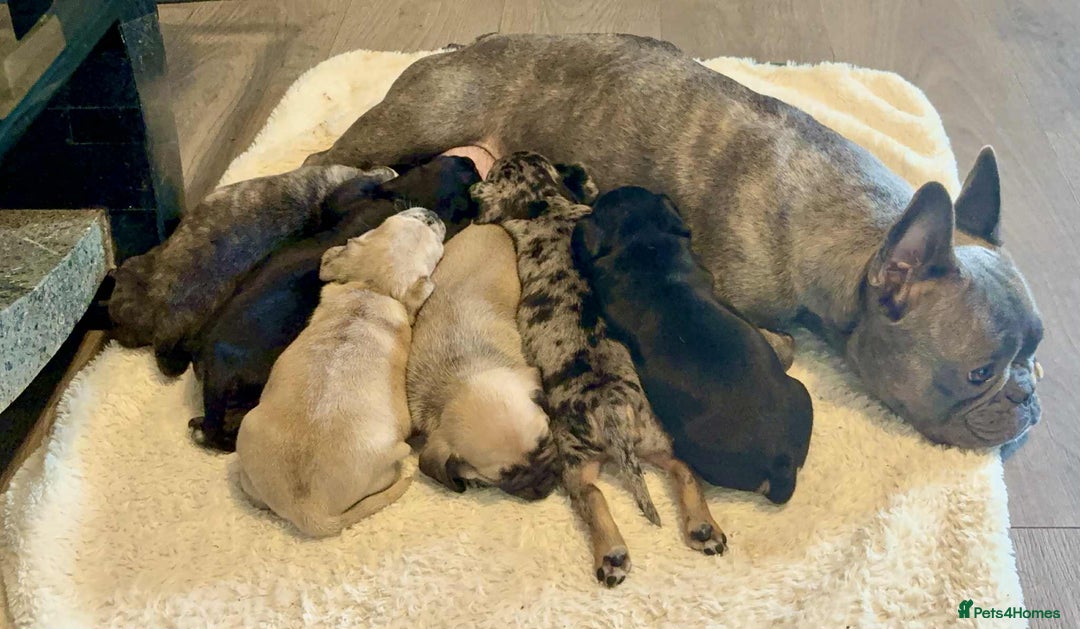 Mixed Breed dogs for sale: Beautiful Frenchie cross dachshund puppies   - Image 21