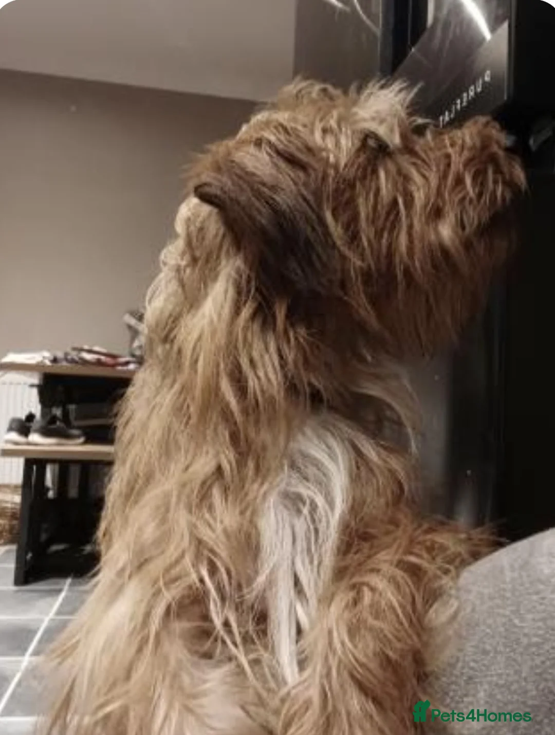 Mixed Breed dogs for sale: Dachshund Lhasa cross Male - Advert 10