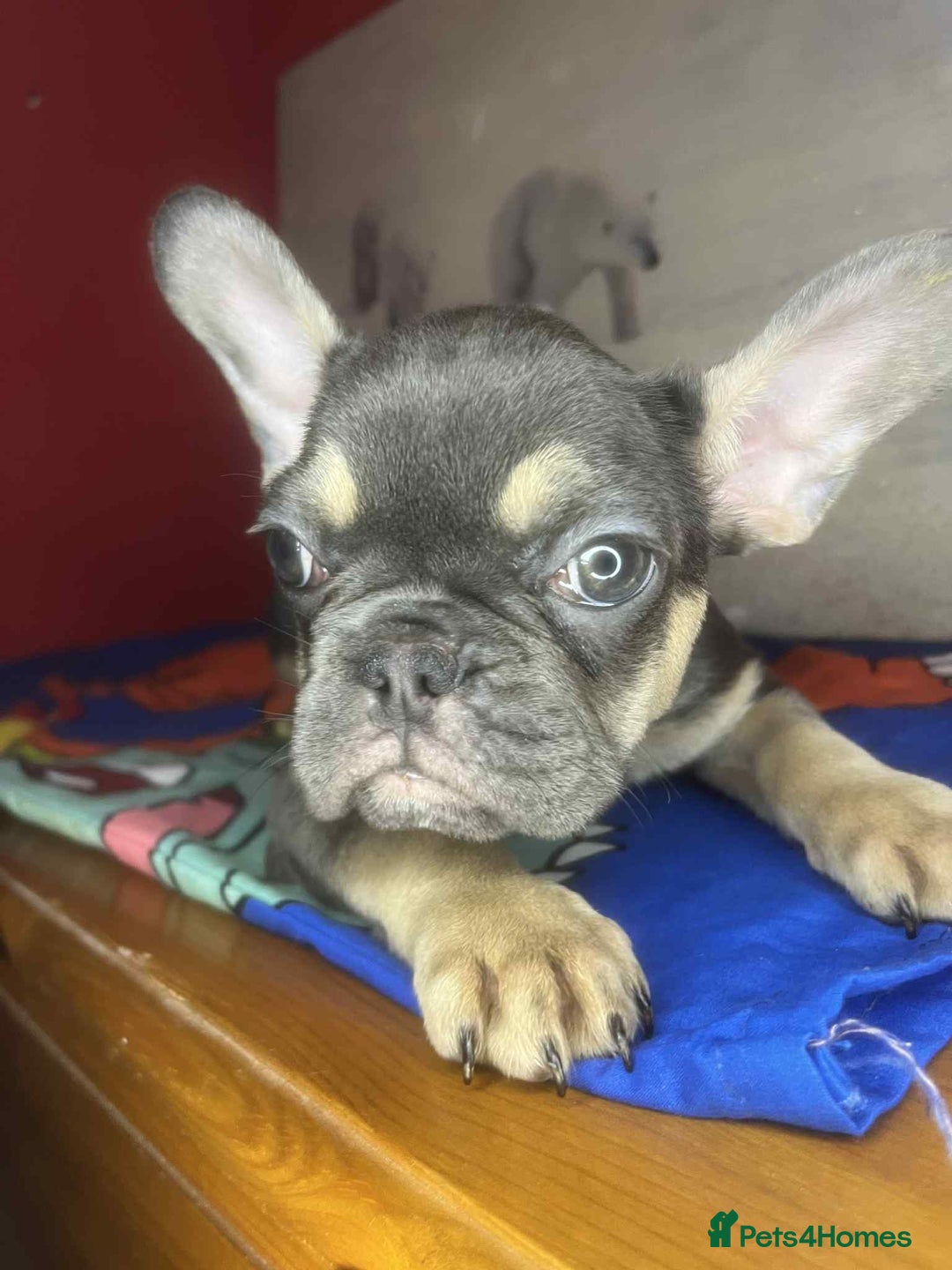 French Bulldog dogs for sale: 🐾 French Bulldog Puppies for Sale - Image 4