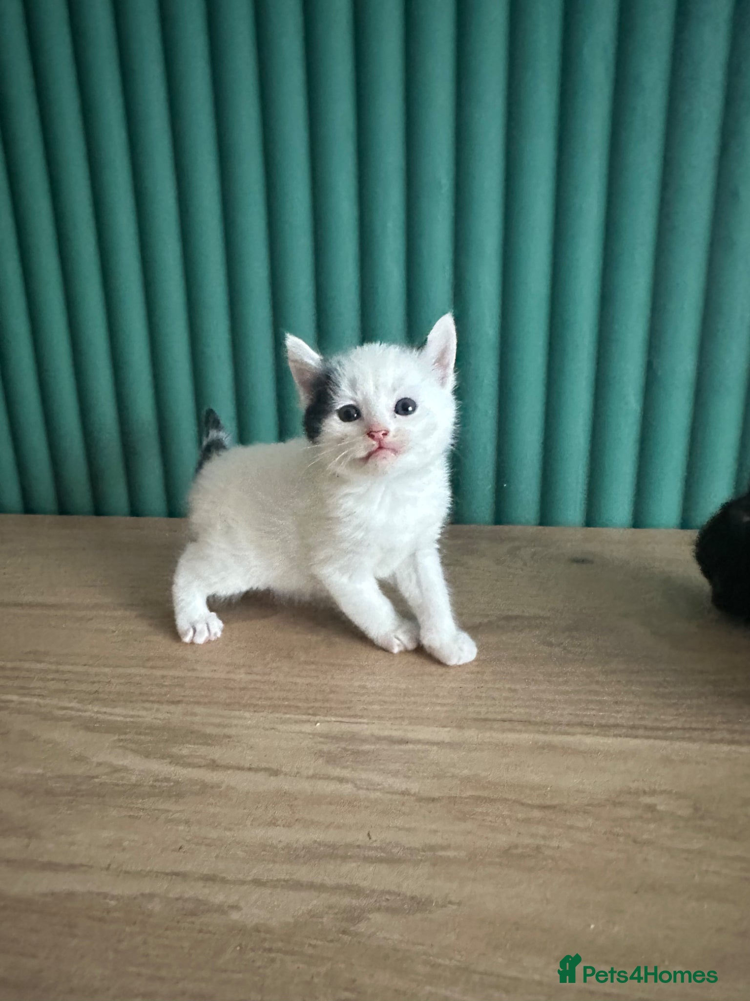 Mixed Breed cats Fluffy cute kittens  - Advert 1