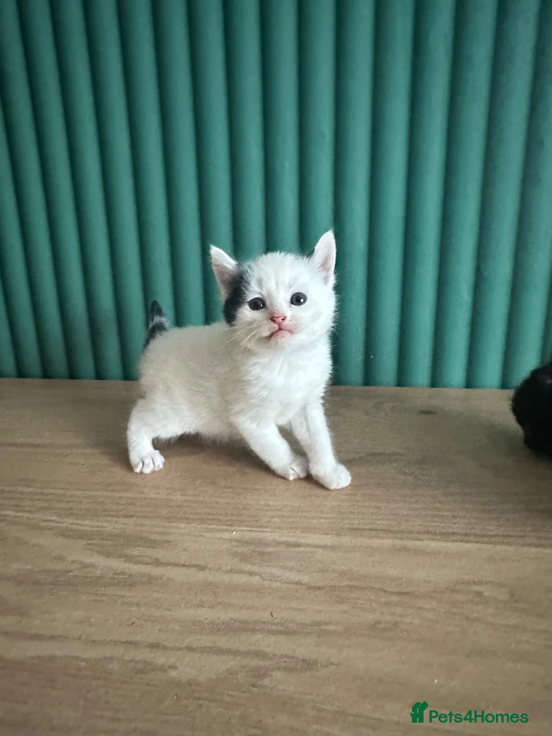 Mixed Breed cats for sale: Fluffy cute kittens  - Advert 1