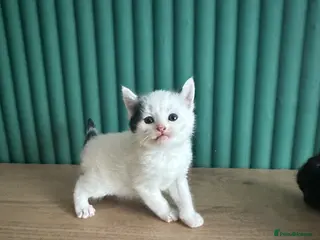 Mixed Breed cats Fluffy cute kittens - Advert 1