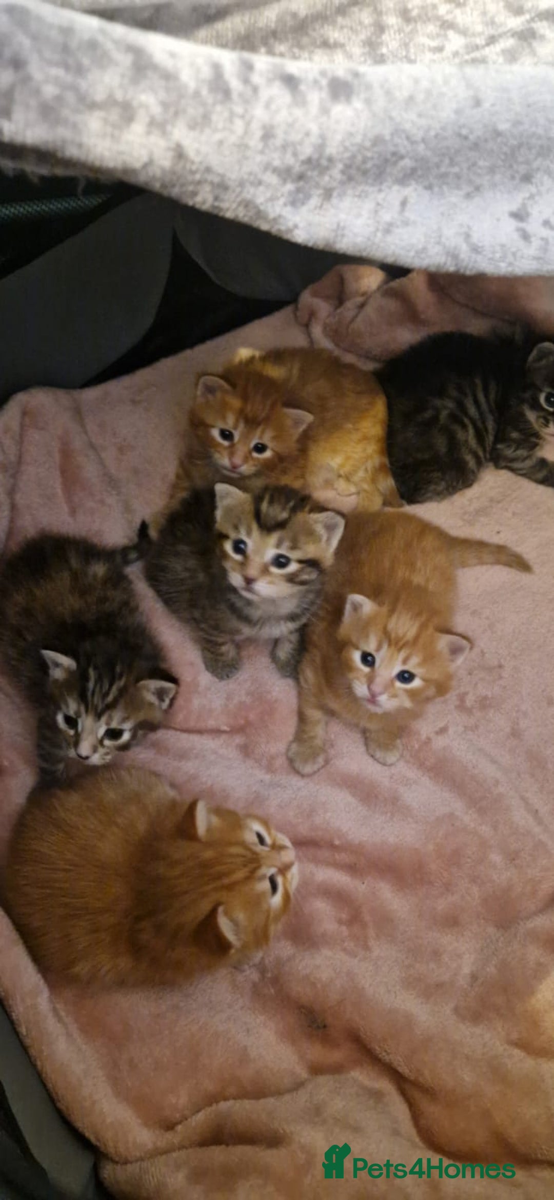 Mixed Breed cats for sale: 🐱 Handsome little boy kittens 💙 - Image 12
