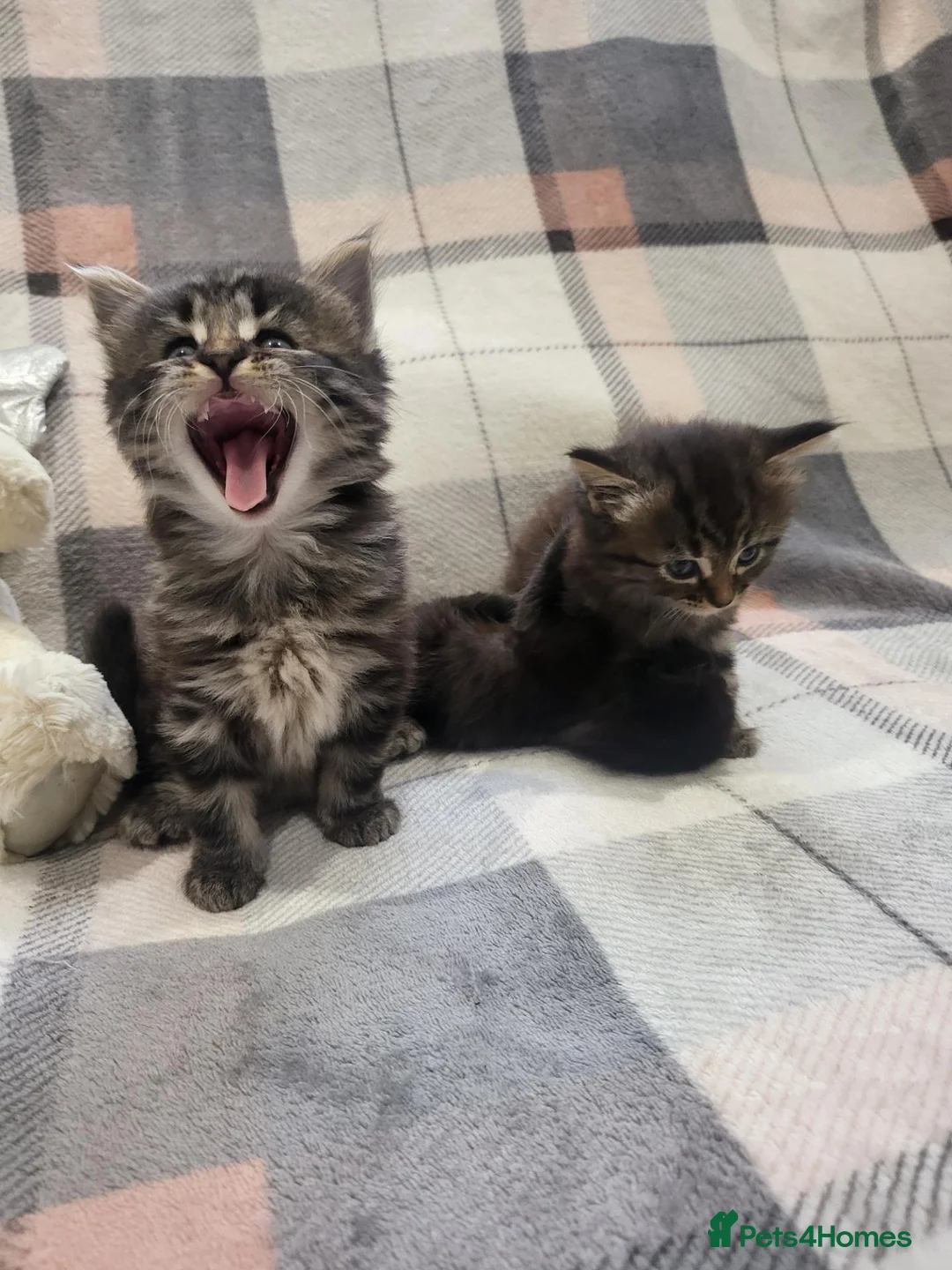 Siberian cats for sale: Adorable Kittens Looking for Loving Homes! 🐾 - Advert 2