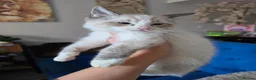 Ragdoll cats for sale: Registered/Pedigree/Stunning/Ragdolls  - Advert 25
