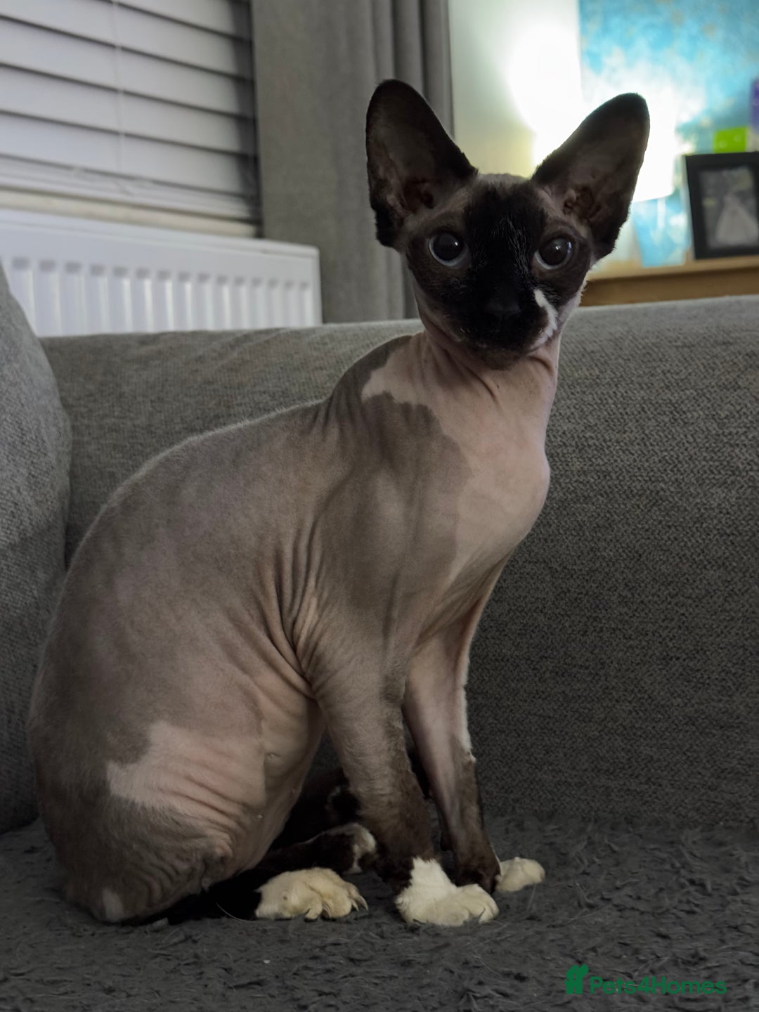 Sphynx cats for sale: Beautiful girl looking for new home  in Malvern - Image 2