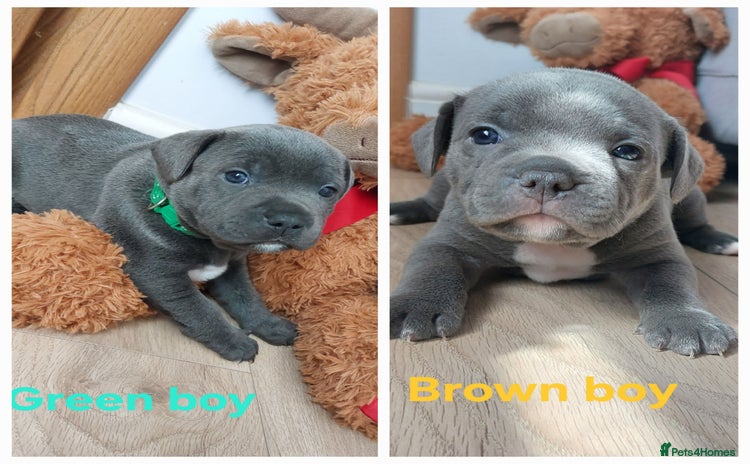 Staffordshire Bull Terrier dogs - Advert 9
