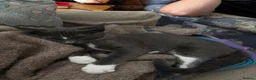 Mixed Breed cats for sale: Mix breed kittens for sale - Advert 14