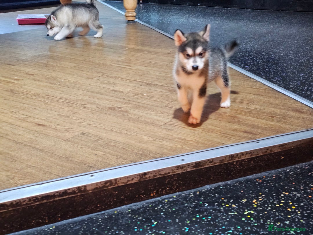 Alaskan Malamute dogs for sale: Full pedigree Alaskan Malamute Puppies - Image 4