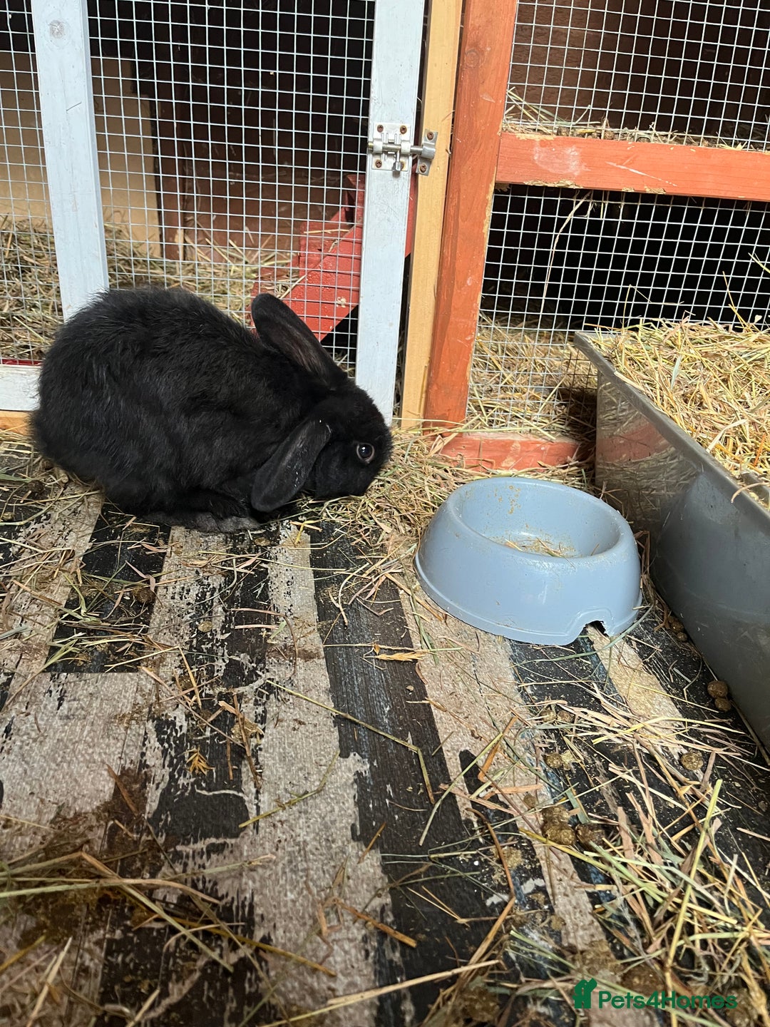 Lionhead rabbits for sale: Bunny called Hope - indoor bunny  - Image 8