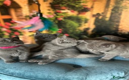 British Shorthair cats for sale: Beautiful British shorthair kittens 🐱 🥰 - Advert 1