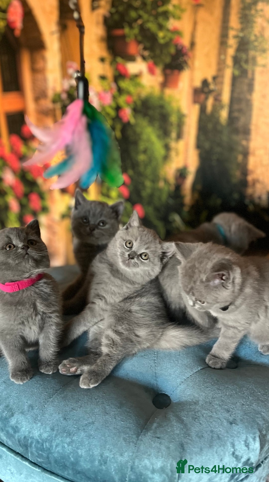 British Shorthair cats for sale: Beautiful British shorthair kittens 🐱 🥰 - Advert 1