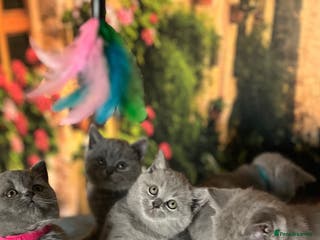 British Shorthair cats 🐱 🥰all the kittens already have new homes😊 - Advert 18
