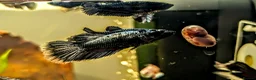 Bettas fish for sale: Bettas (Rare) - Advert 3