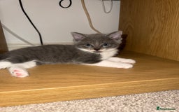Mixed Breed cats for sale: 🤩🤩 8 beautiful babies 🤩🤩 - Image 16