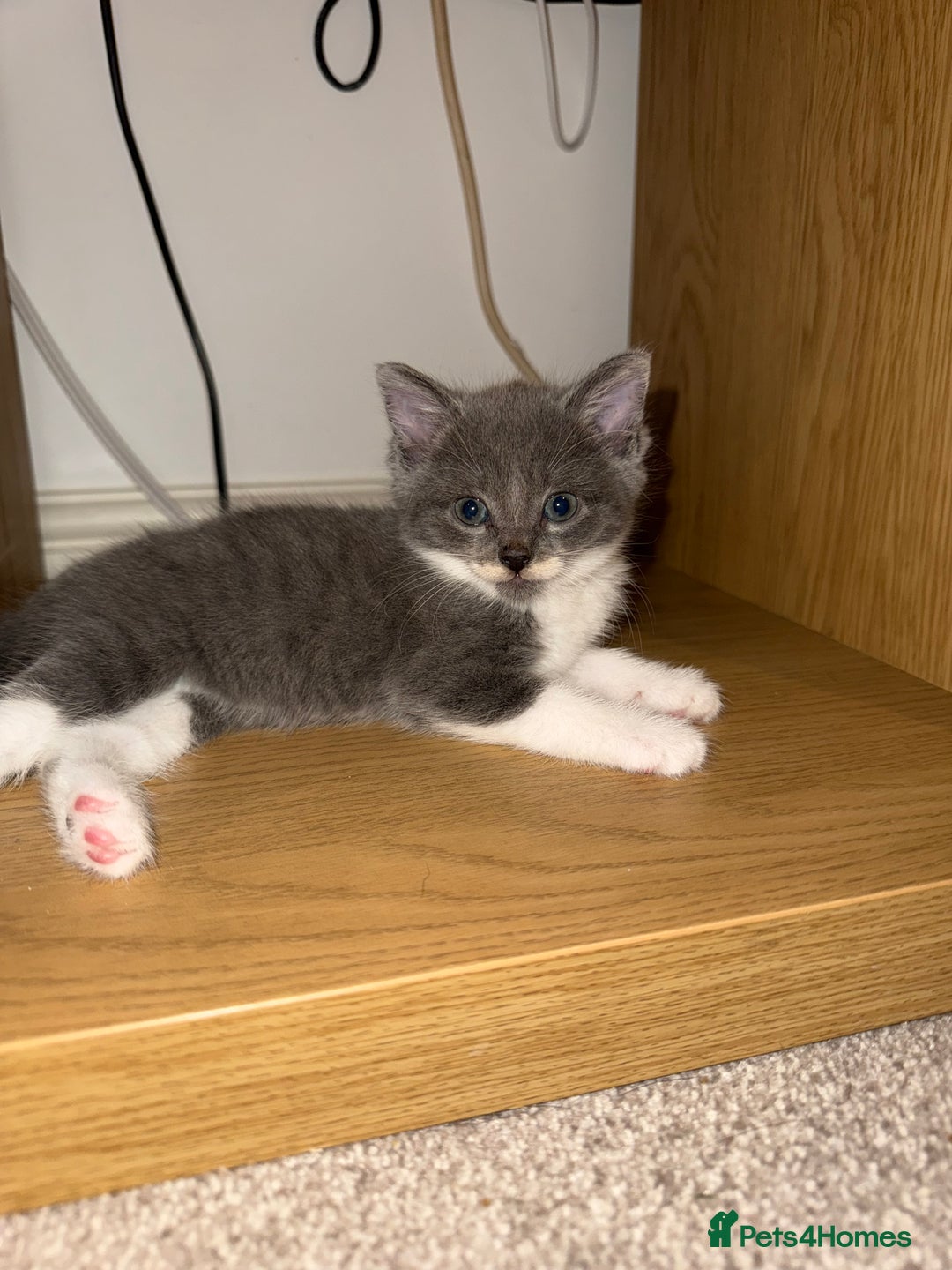 Mixed Breed cats for sale: 🤩🤩 8 beautiful babies 🤩🤩 - Image 16