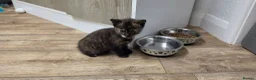 Mixed Breed cats for sale: Maine coon kittens available - Advert 8