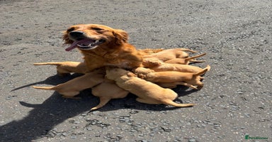 Golden Retriever dogs - Advert 4