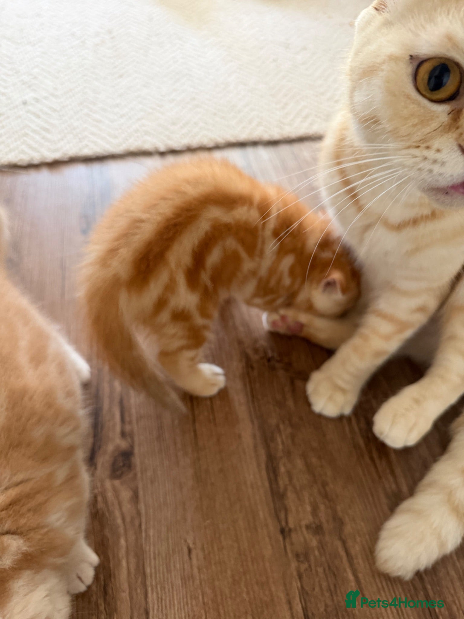 Scottish Fold cats Miss Scottish straight Ginger (Garfield ) - Advert 2