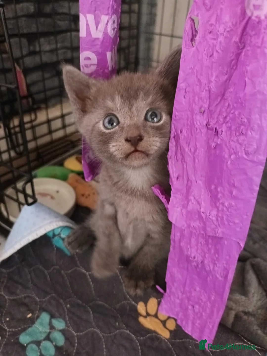 British Shorthair cats for sale: 4 beautiful kittens in Sheffield - Advert 11