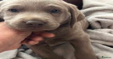 Labrador Retriever dogs - Advert 7