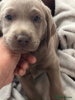 Labrador Retriever dogs - Advert 7