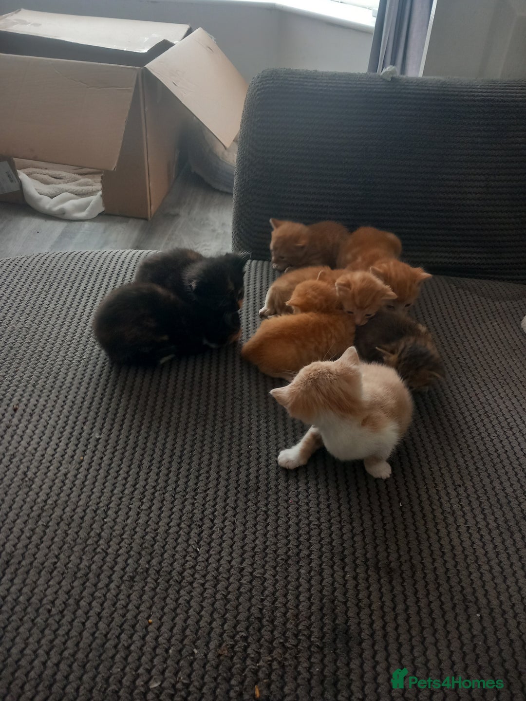 Mixed Breed cats for sale: 3 bengal half tabby.And 4 tabby half ragdol.  - Image 6