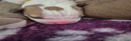 American Bulldog dogs for sale: 7 absolutely stunning puppies available  - Advert 17