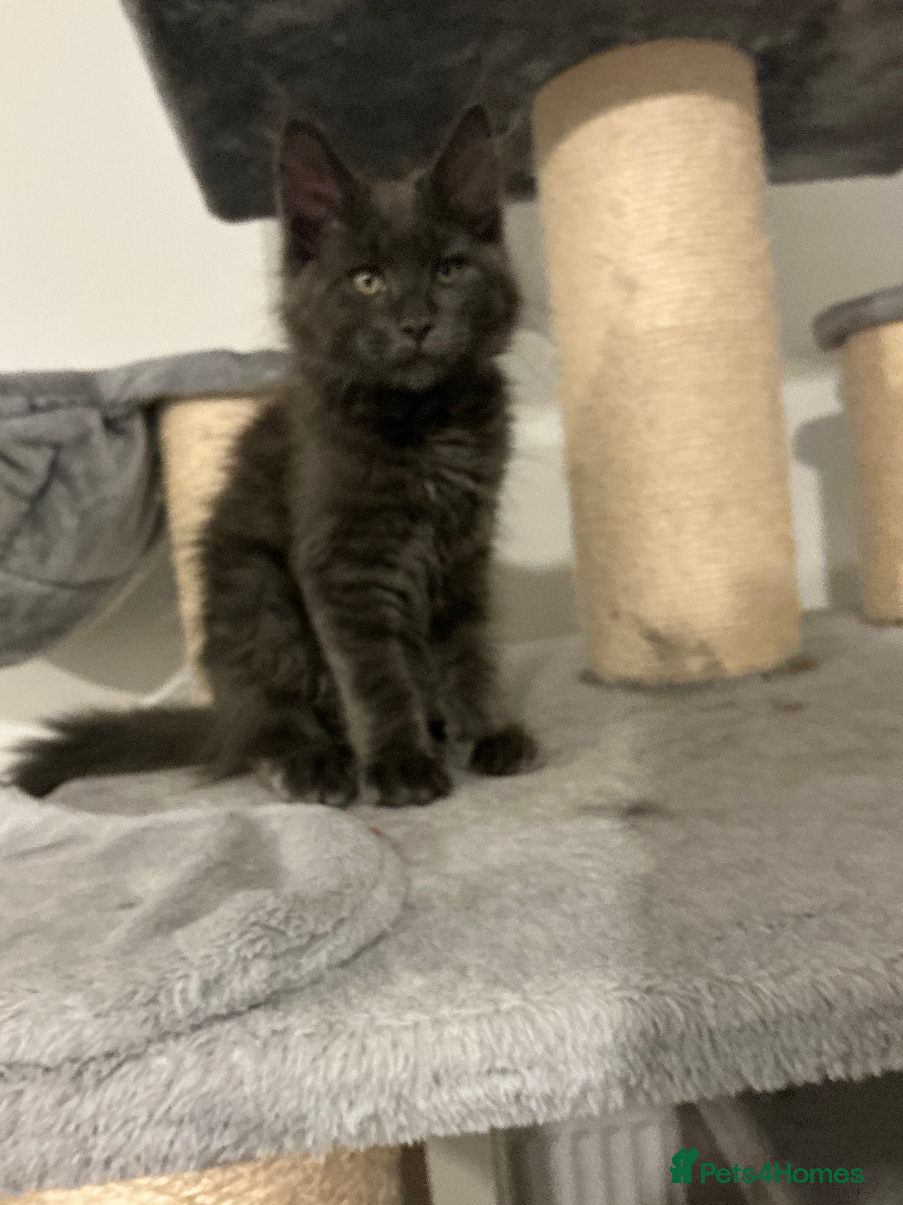 Maine Coon cats GCCF Registered MaineCoon Blue/Black Smoke & White - Advert 2