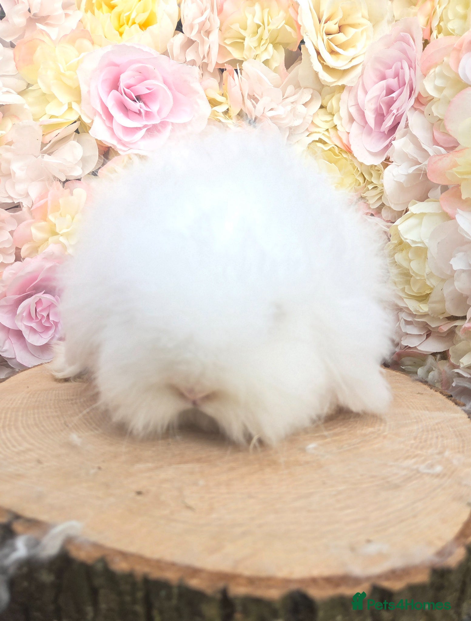 Angora rabbits for sale: Teddywidders - Advert 37