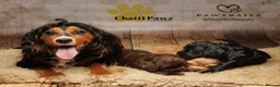 Cocker Spaniel dogs for sale: Amazing cocker spaniels  - Advert 7
