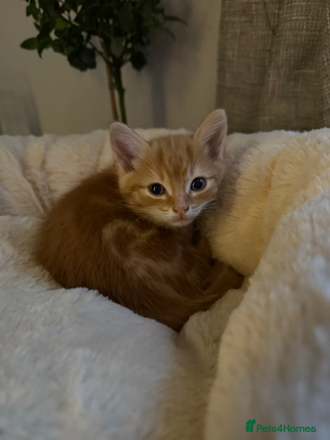 Mixed Breed cats for sale: Rare ginger female kitten!!  - Advert 1