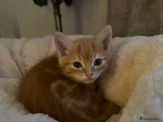 Mixed Breed cats Rare ginger female kitten!! - Advert 2