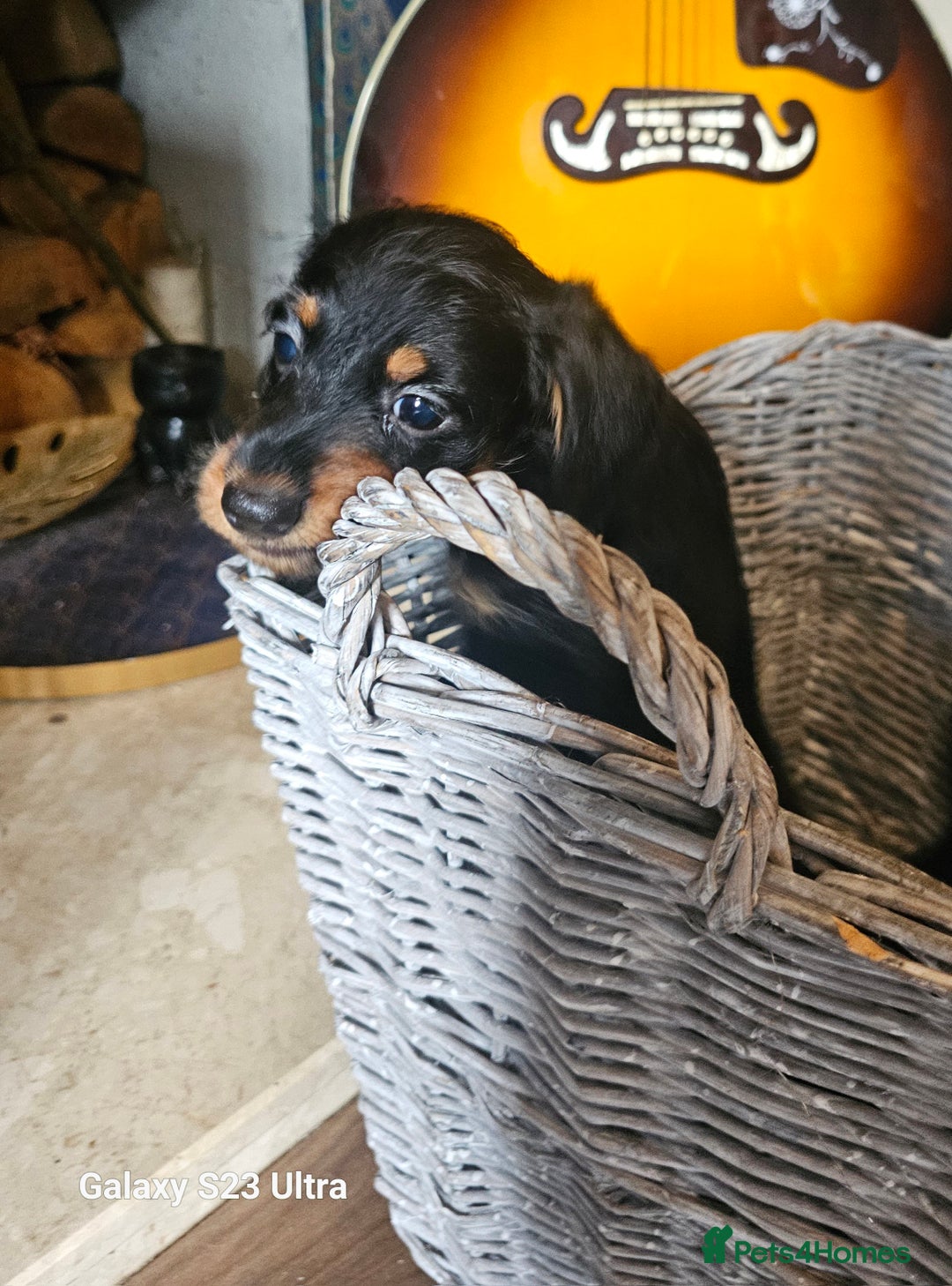 Doxiepoo dogs for sale: Doxipoos puppies mega curly & suited ONLY 2 LEFT  - Image 8