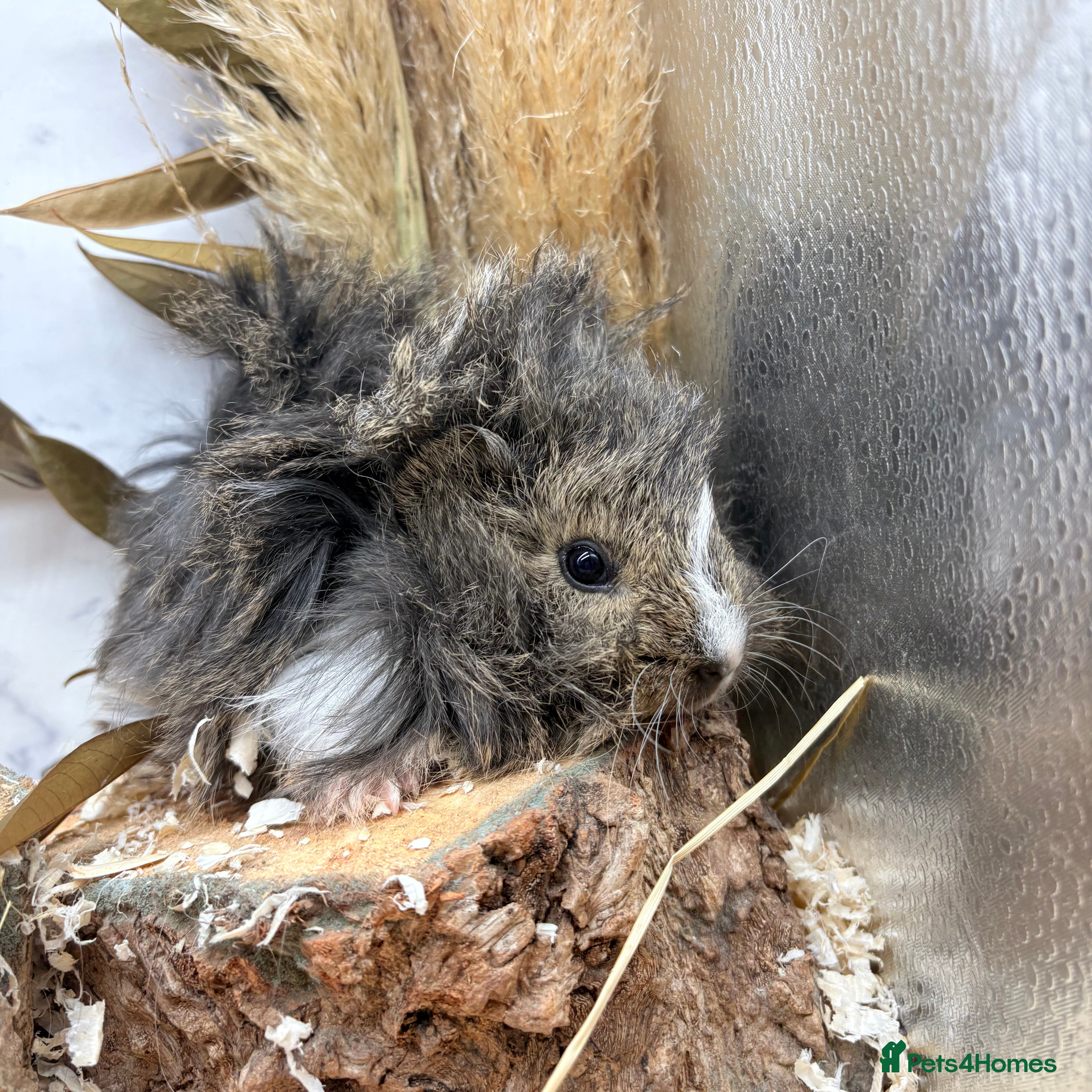 Guinea Pig rodents Multiple Female Guinea Pigs for sale 💗 - Advert 3