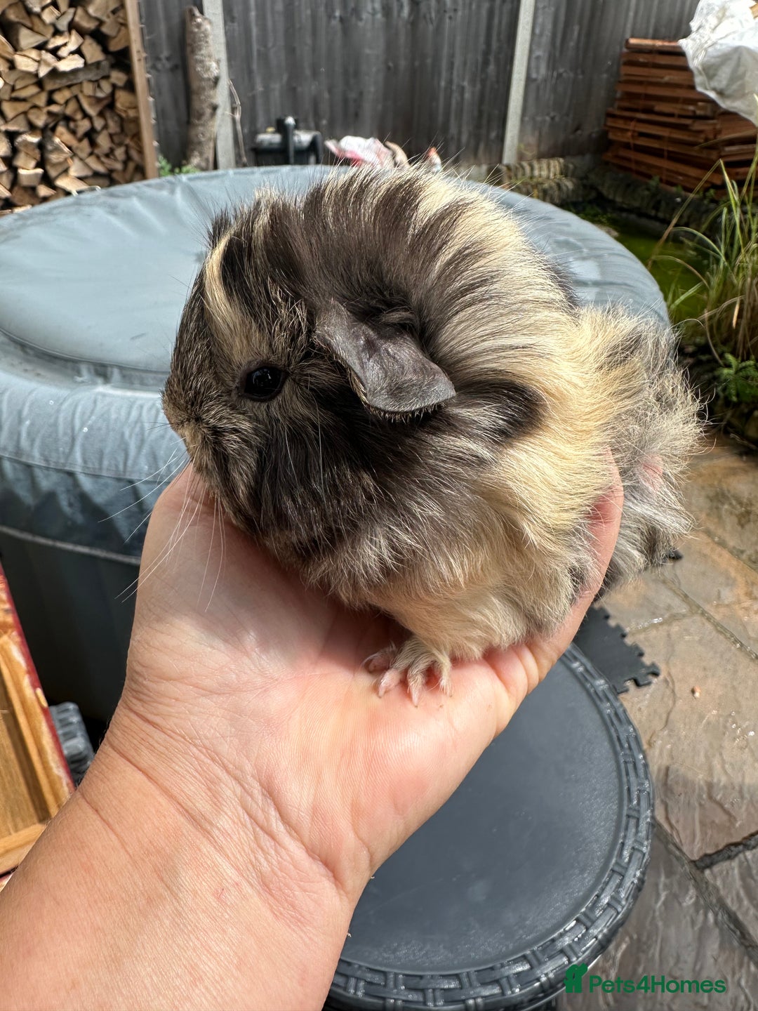 Guinea Pig rodents for sale: 2 pretty baby guinea pigs looking homes. - Image 9