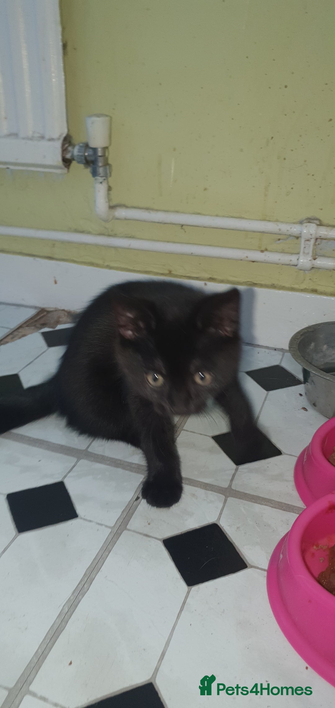 British Shorthair cats for sale: Black kitten's  - Advert 3