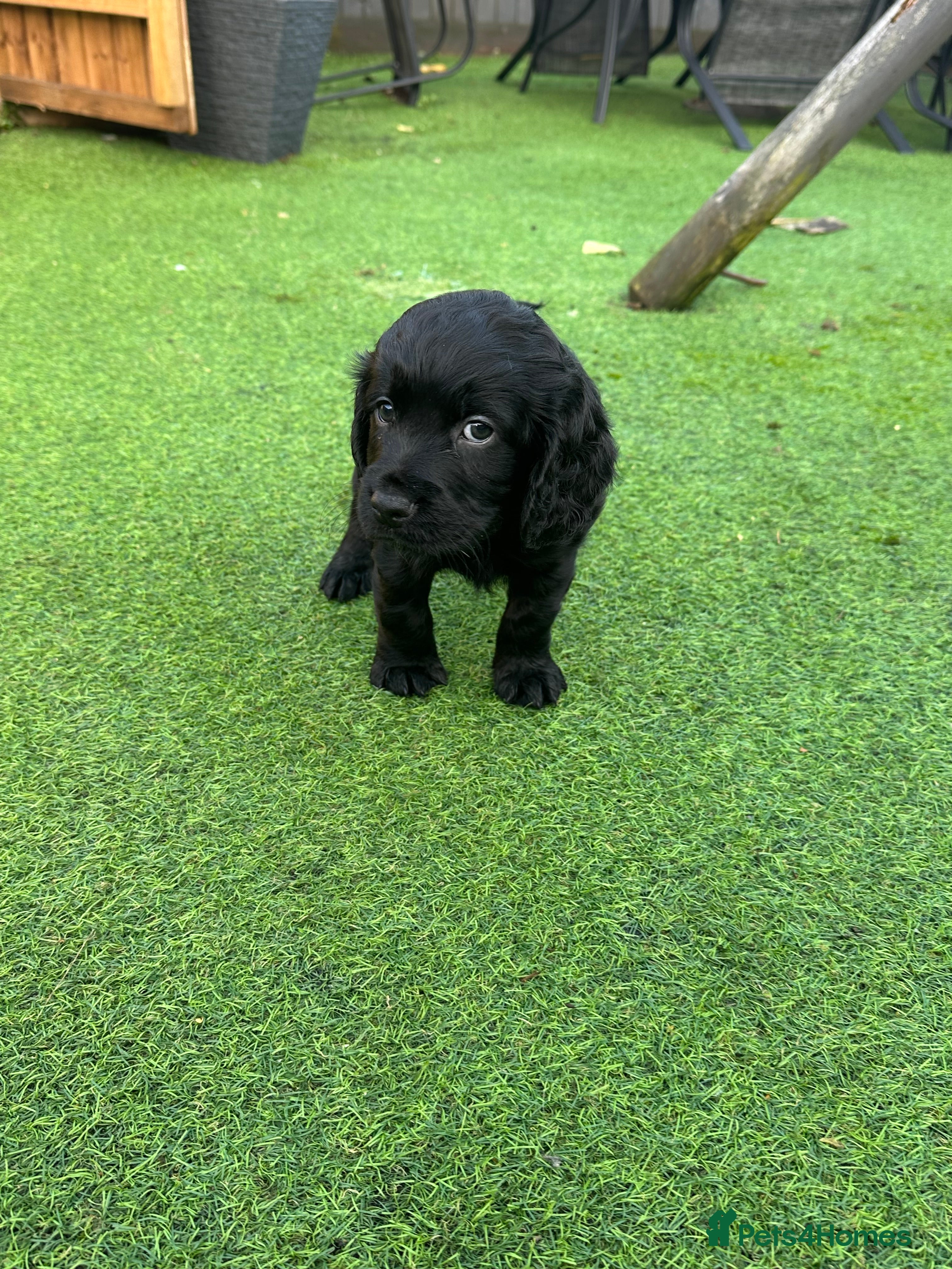 Cocker Spaniel dogs Cocker spaniel puppy’s  - Advert 1