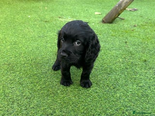Cocker Spaniel dogs Cocker spaniel puppy’s - Advert 2