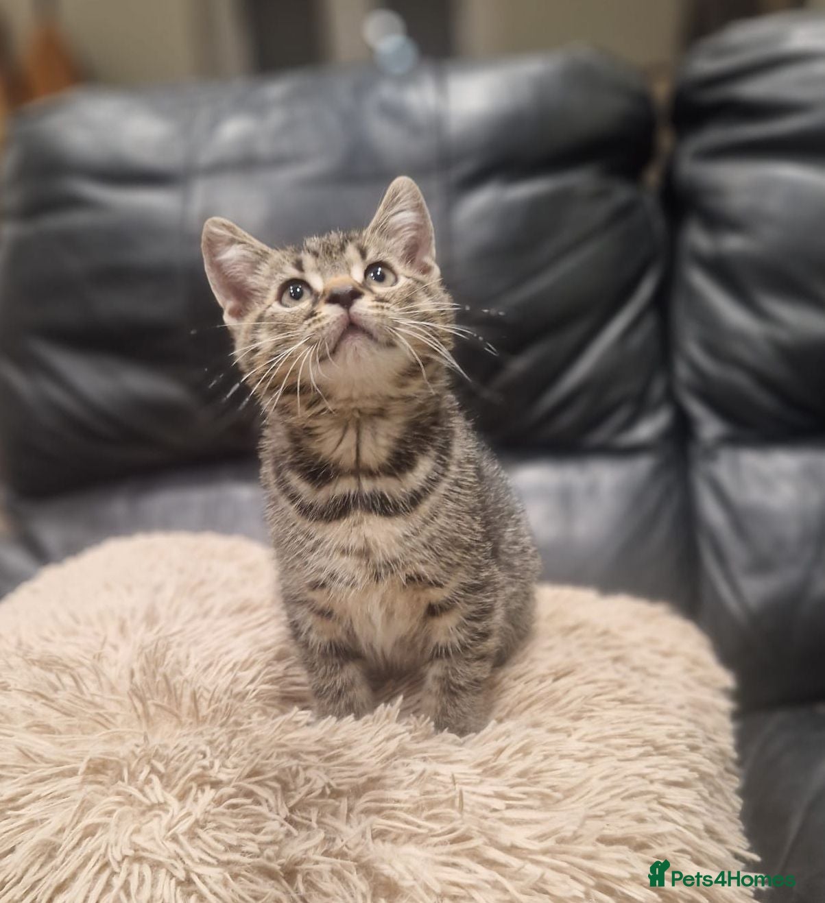 Mixed Breed cats Last One Left! Male Tabby Kitten - Ready Now - Advert 5