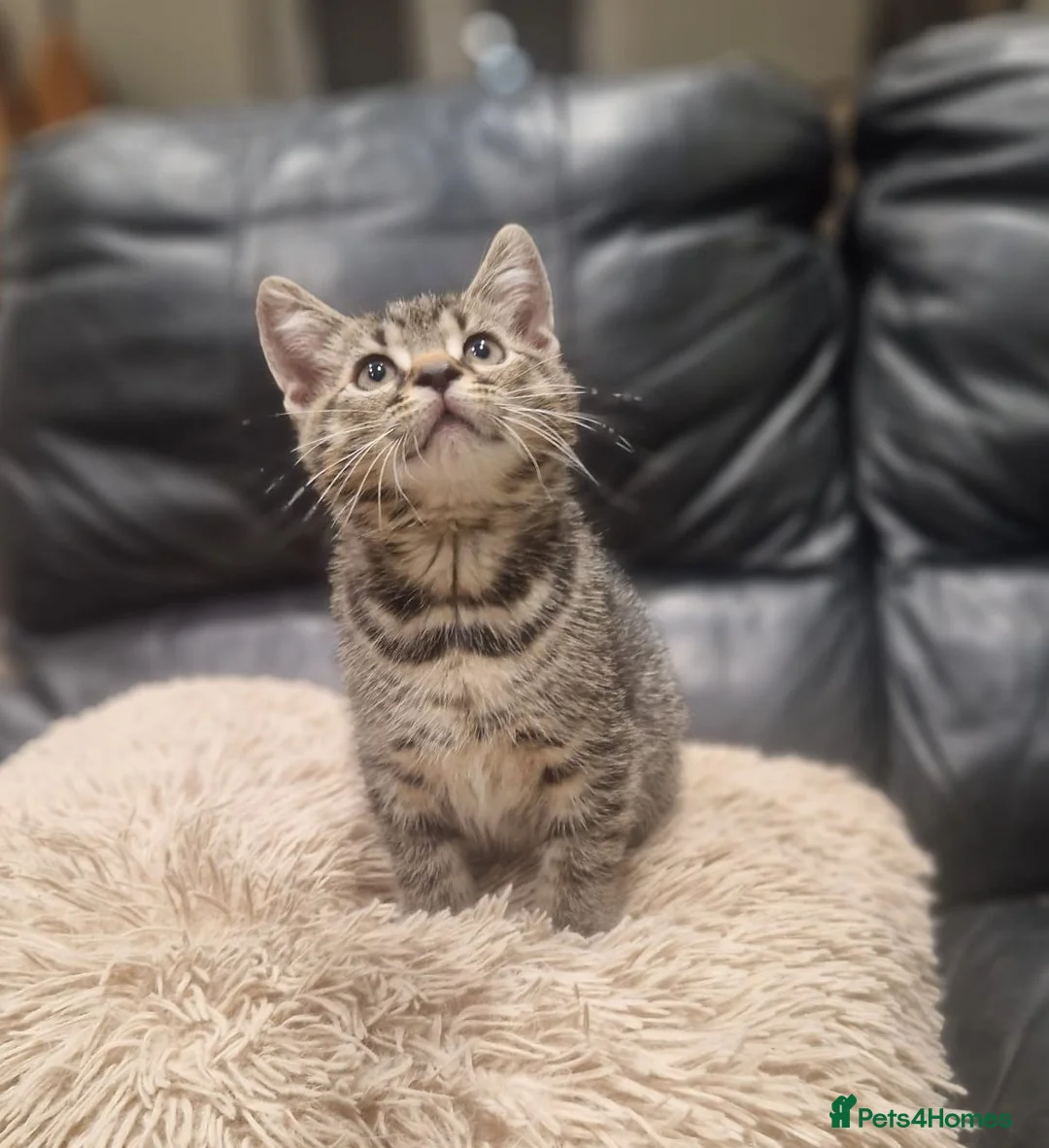 Mixed Breed cats for sale: Last One Left! Male Tabby Kitten - Ready Now - Advert 1