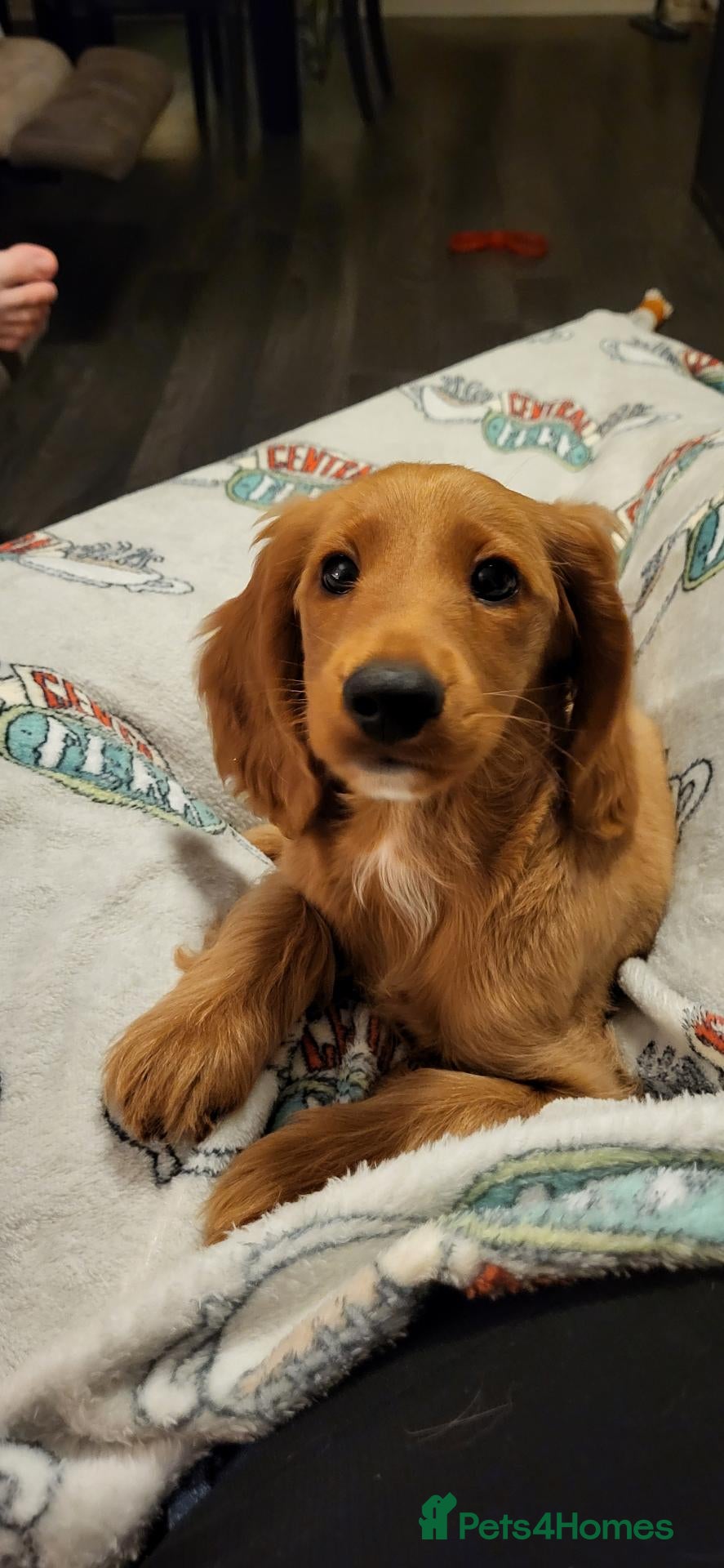 Cockapoo dogs Cockapoo Male Puppy - Advert 13