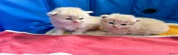 Maine Coon cats for sale: MAGICAL MAINE COON KITTENS - Advert 27